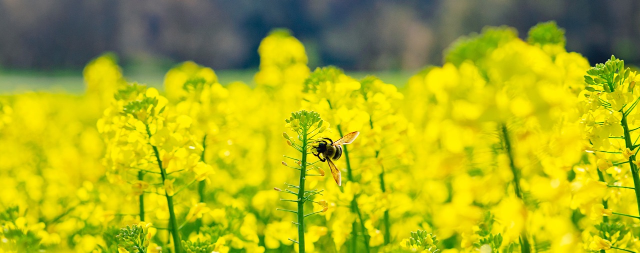 Consultation on Environmental Principles, Governance, and Biodiversity Targets: White Paper