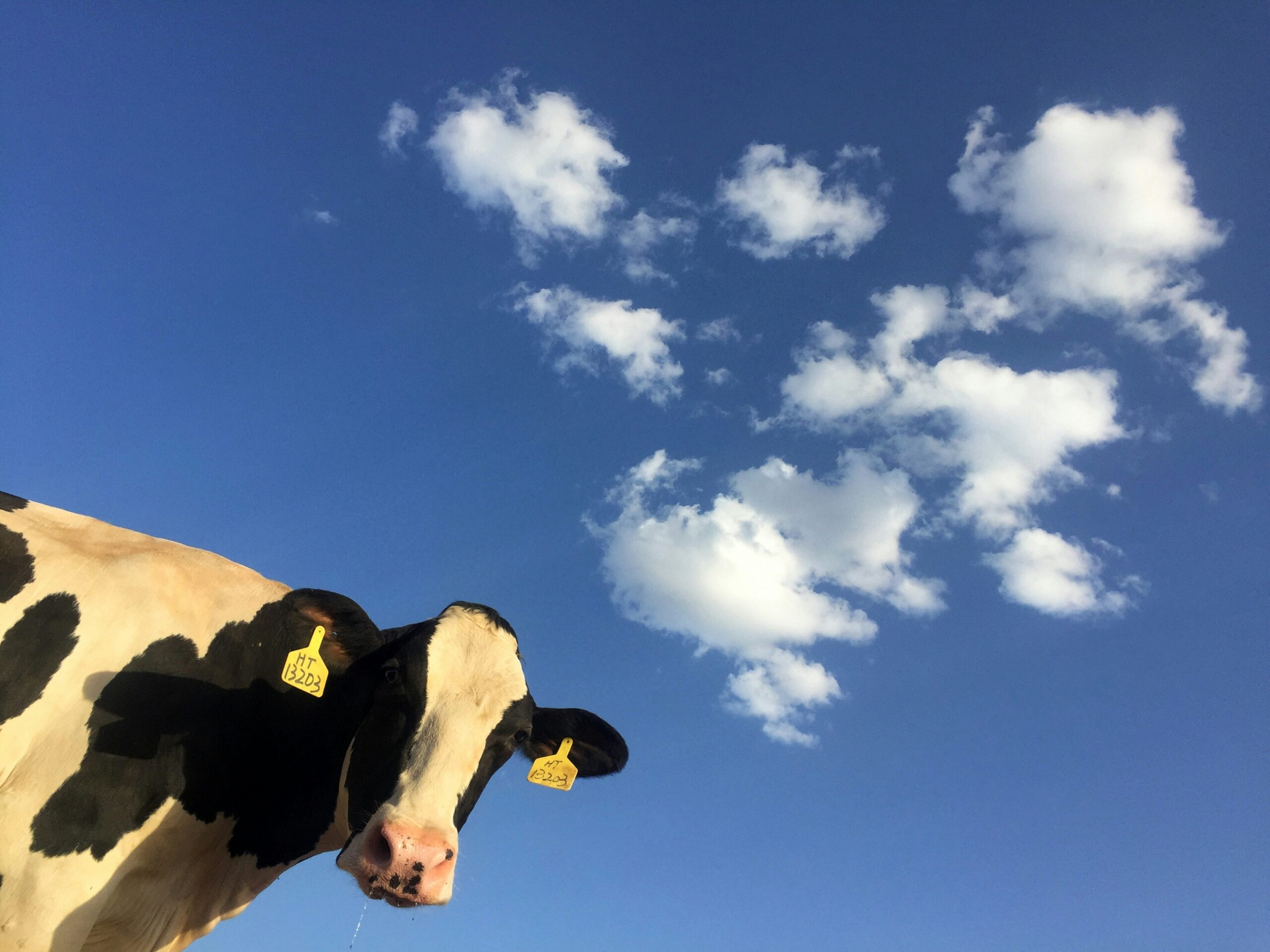 Evaluation of the Gwaredu BVD Programme