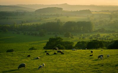 Building Food Resilience in a Fragile World: Reflections from Dyfed Powys 